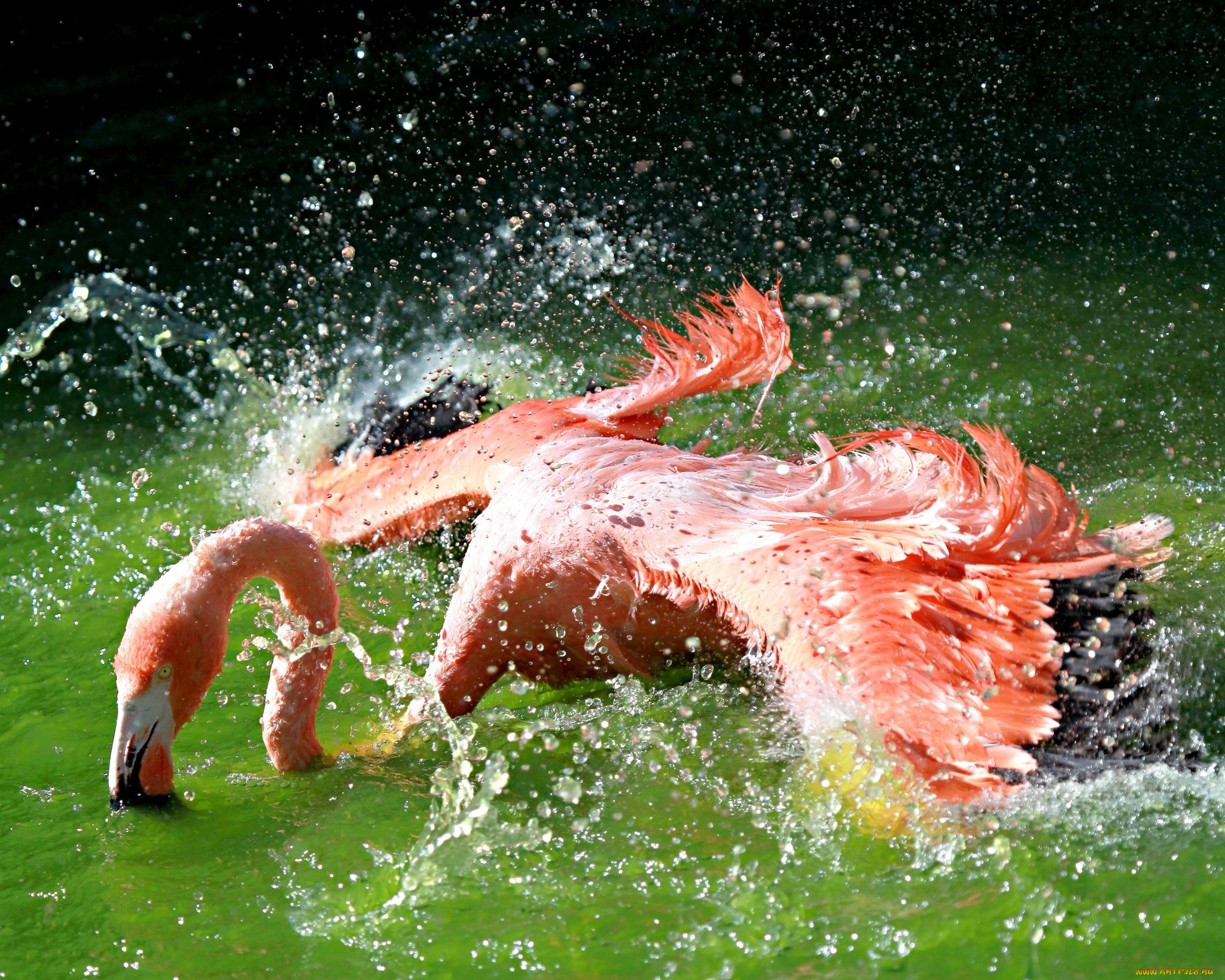 Фламинго купается
